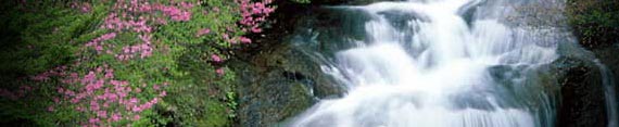 feng shui consultants services